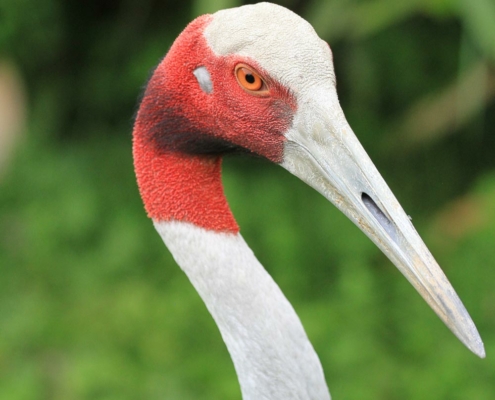 Les grues antigones du zoo d'Asson