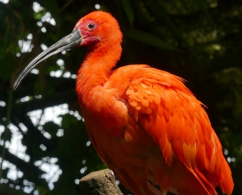 Les ibis rouges du zoo d'Asson