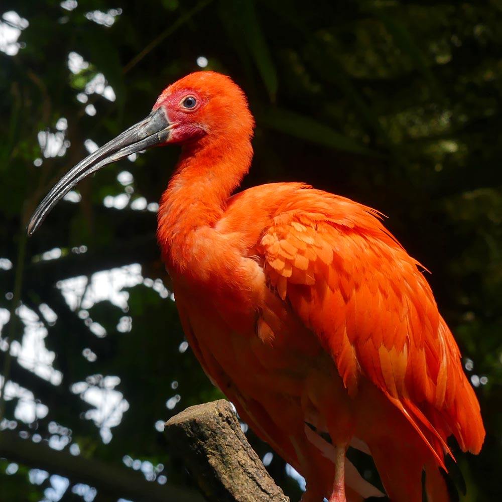 Les ibis rouges du zoo d'Asson