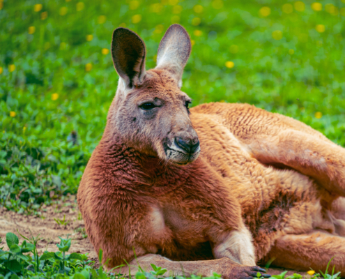 Kangourous roux du zoo d'Asson