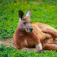 Kangourous roux du zoo d'Asson