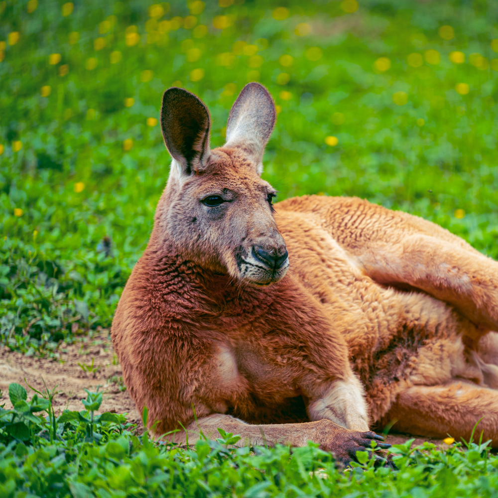 Kangourous roux du zoo d'Asson