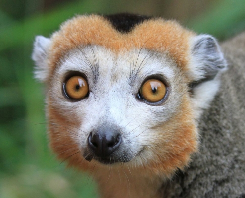 Les lémurs couronnés du zoo d'Asson