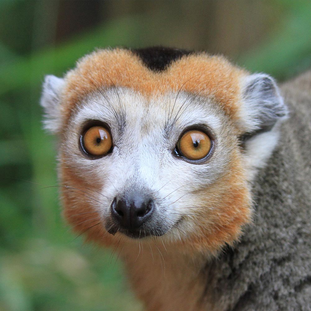 Les lémurs couronnés du zoo d'Asson