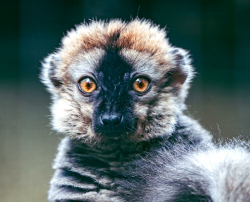 Les lémurs à front roux du zoo d'Asson