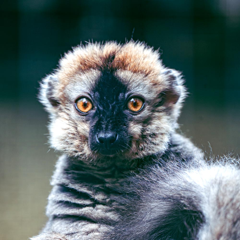 Les lémurs à front roux du zoo d'Asson