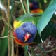 Les loriquets arc-en-ciel du zoo d'Asson