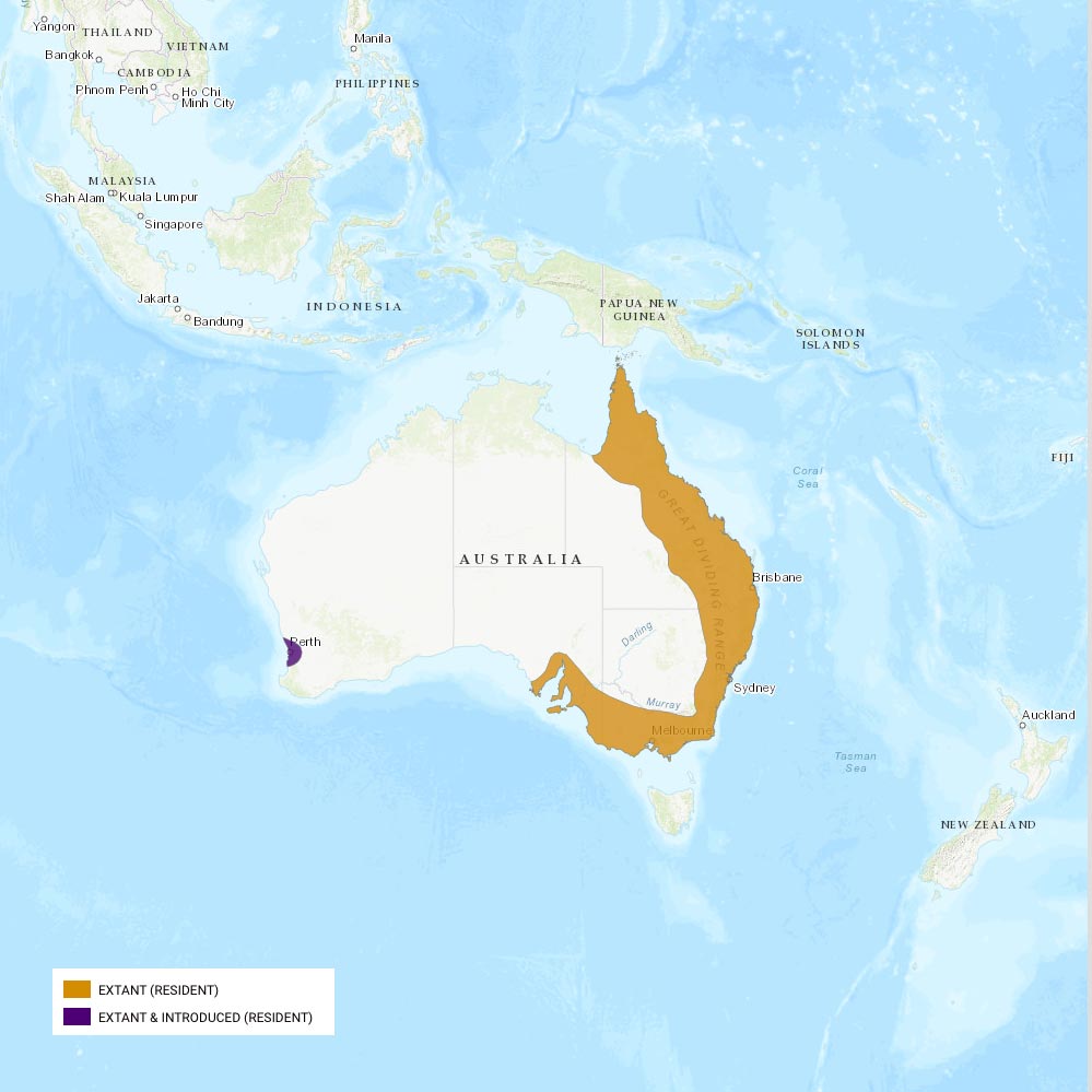 Répartition géographique des loriquets arc-en-ciel / IUCN Red List