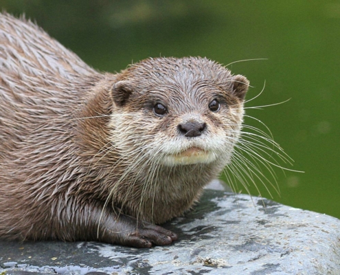 Les loutres cendrées du zoo d'Asson