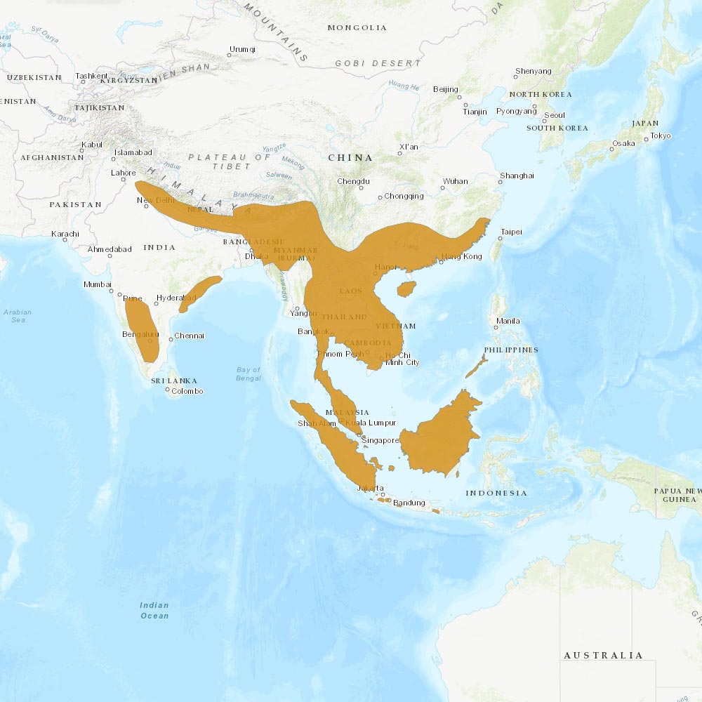 Répartition géographique des loutres cendrées / IUCN Red List