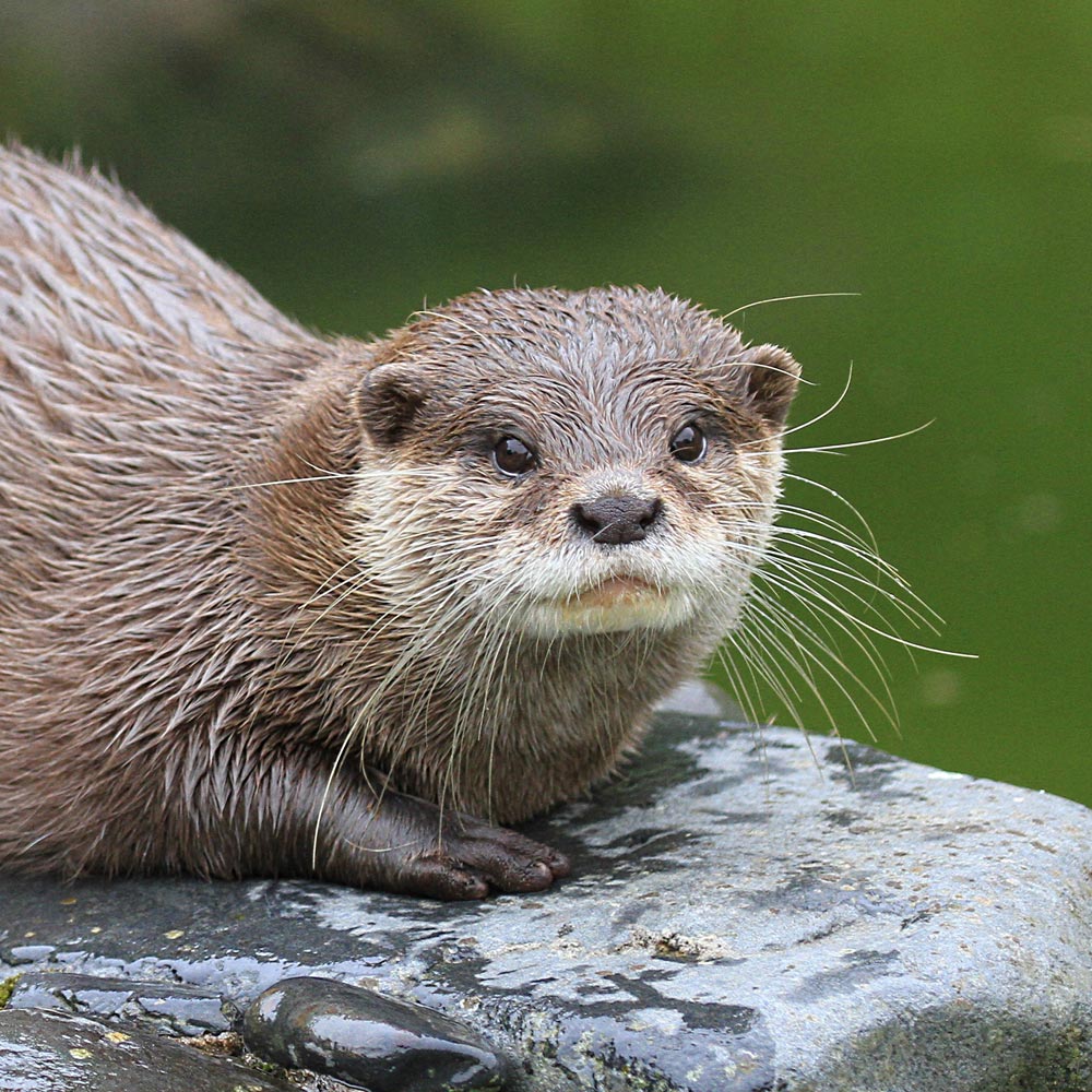 Les loutres cendrées du zoo d'Asson dans les Pyrénées