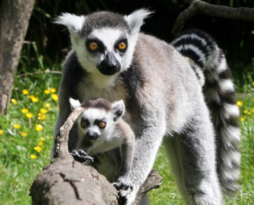 Les makis catta du zoo d'Asson