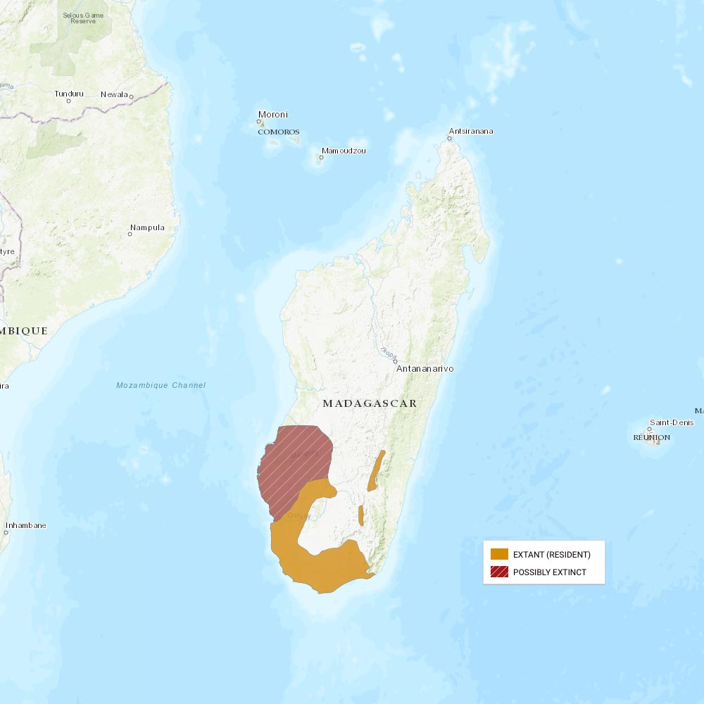 Répartition géographique des makis catta / IUCN Red List