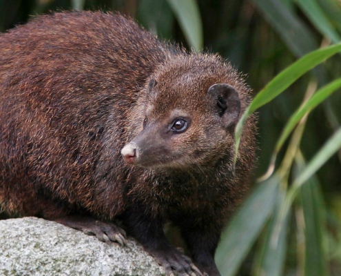 Les mangoustes noires du zoo d'Asson