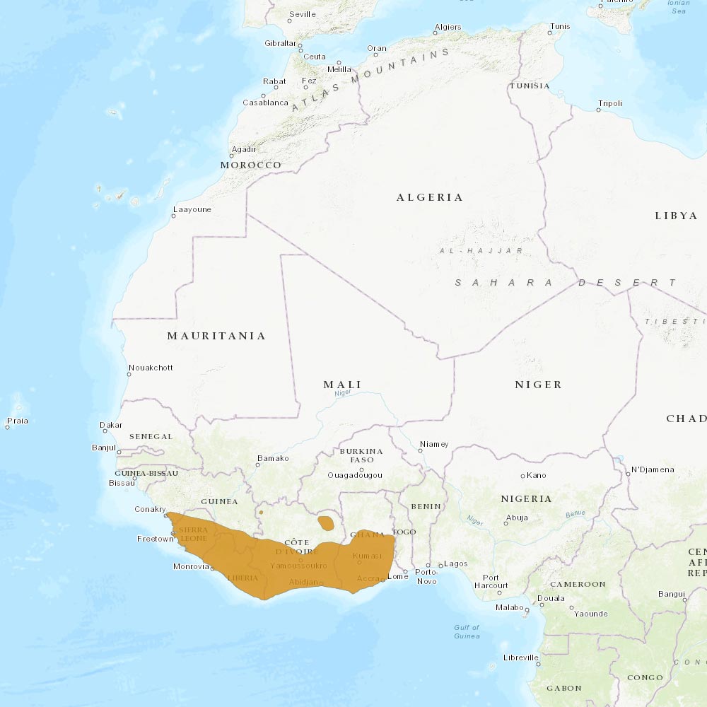 Répartition géographique des mangoustes noires / IUCN Red List