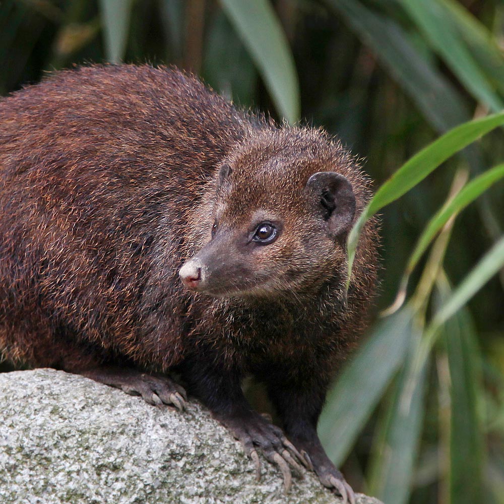 Les mangoustes noires du zoo d'Asson