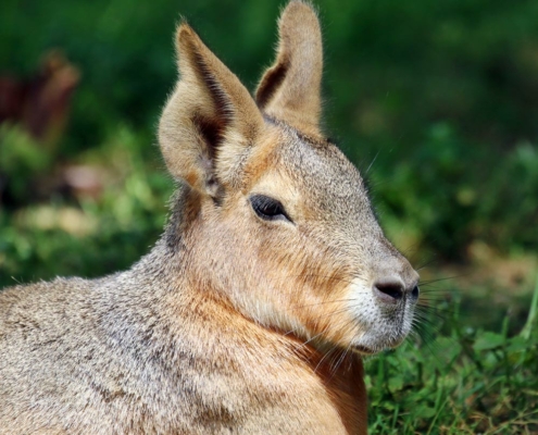 Les maras de Patagonie du zoo d'Asson