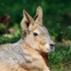 Les maras de Patagonie du zoo d'Asson