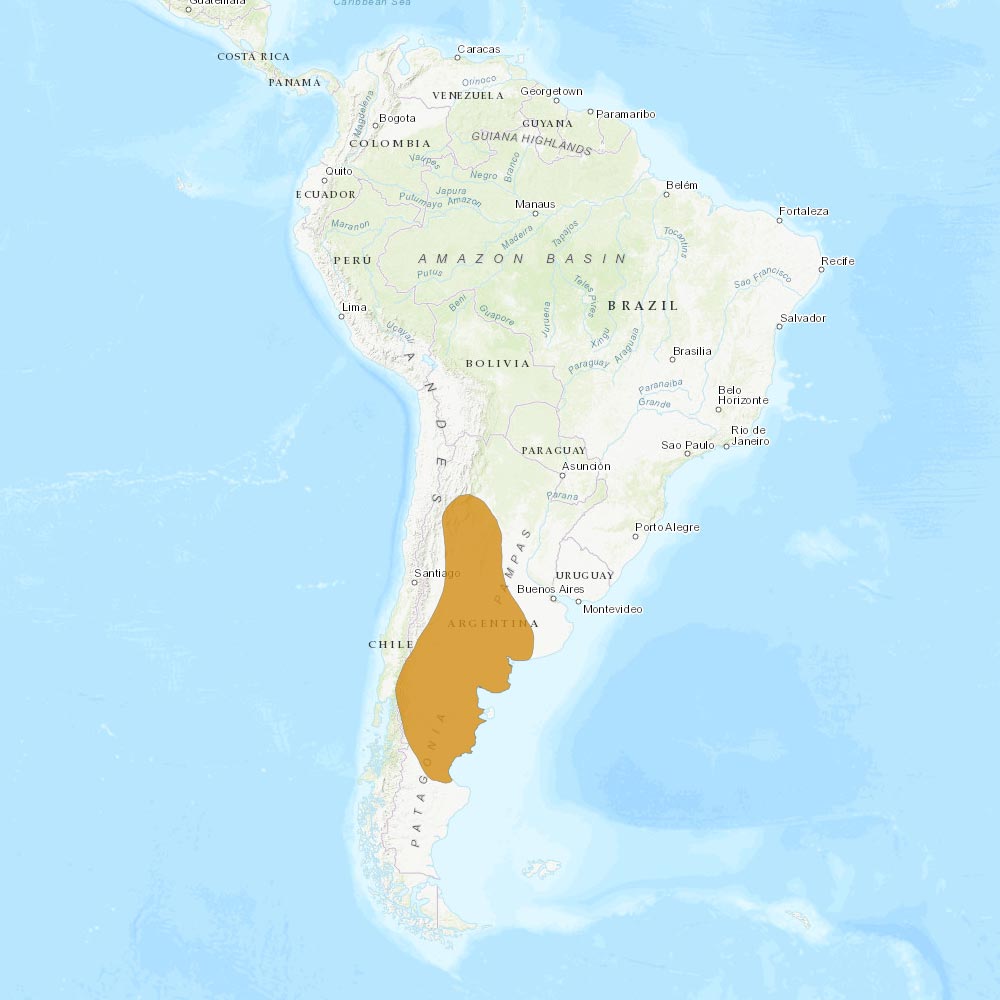 Répartition géographique des maras de Patagonie / IUCN Red List