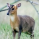 Les muntjacs de Chine du zoo d'Asson