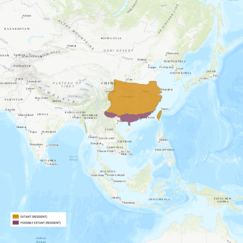 Répartition géographique des muntjacs de Chine / IUCN Red List