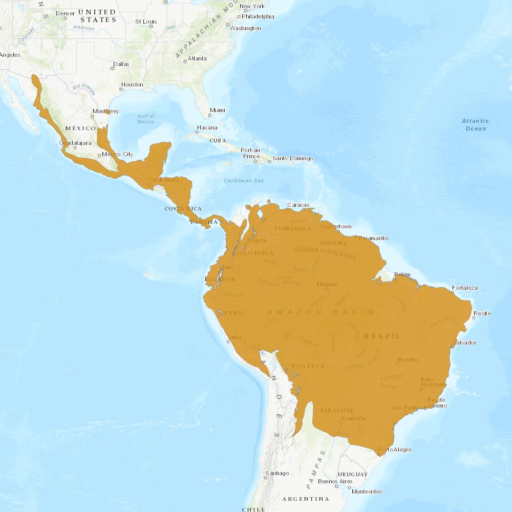Répartition géographique des ocelots / IUCN Red List