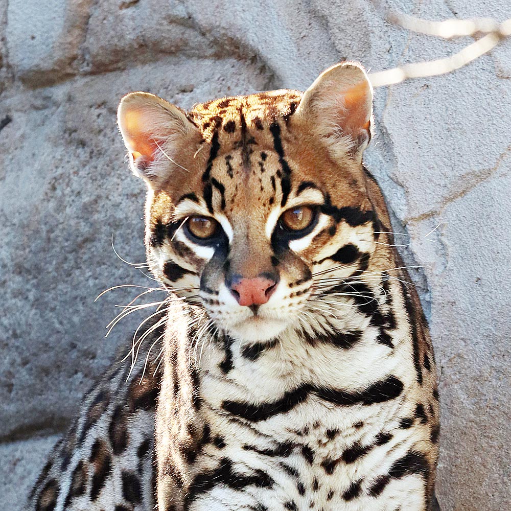 Les ocelots du zoo d'Asson