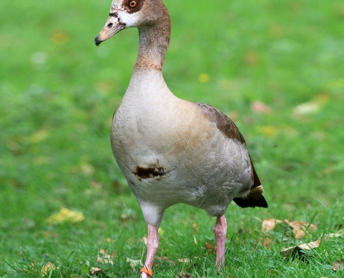 Les ouettes d'Egypte du zoo d'Asson