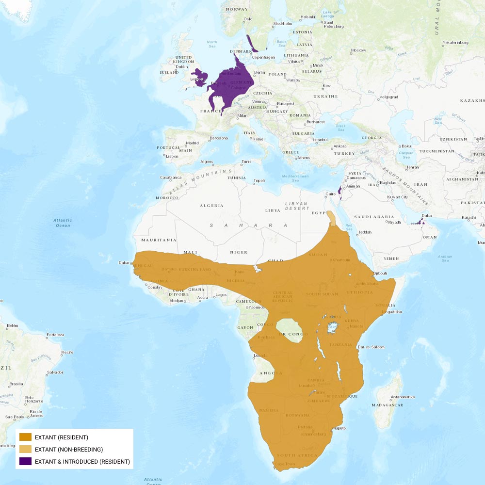 Répartition géographique des ouettes d'Egypte / IUCN Red List