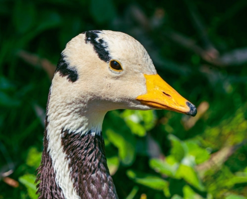 Les oies à têtes barrées du zoo d'Asson