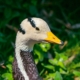 Les oies à têtes barrées du zoo d'Asson