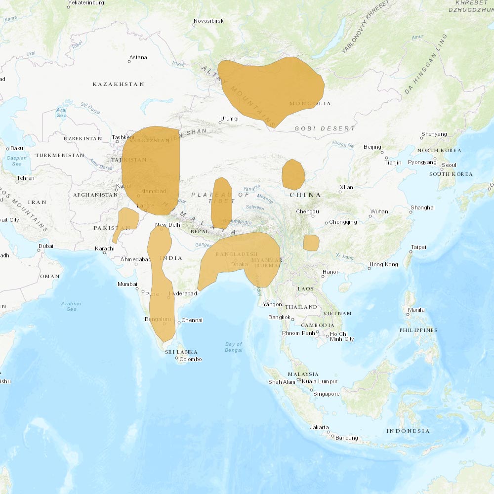 Répartition géographique des oies à têtes barrées / IUCN Red List