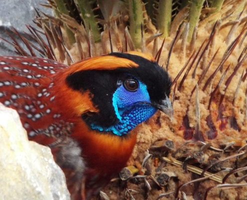 Les tragopans satyre du zoo d'Asson