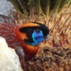 Les tragopans satyre du zoo d'Asson