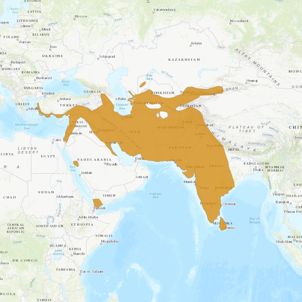 Répartition géographique des porcs-épics indiens / IUCN Red List