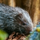 Les porcs-épics des Philippines du zoo d'Asson