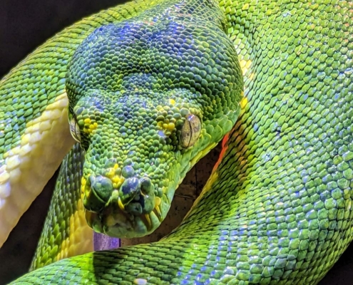 Les pythons verts du zoo d'Asson