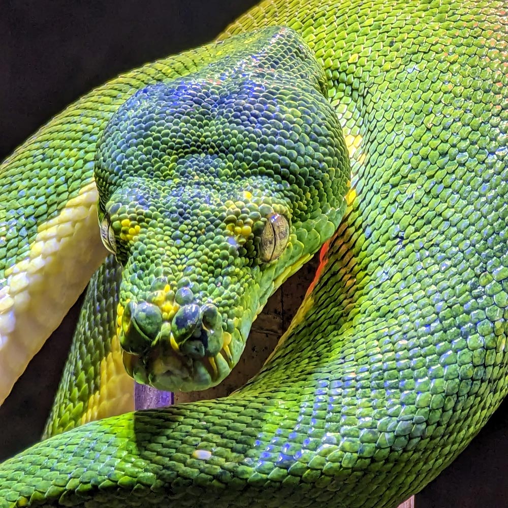 Les pythons verts du zoo d'Asson