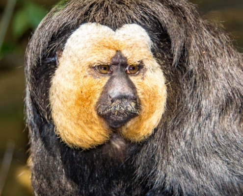 Les sakis à face blanche du zoo d'Asson