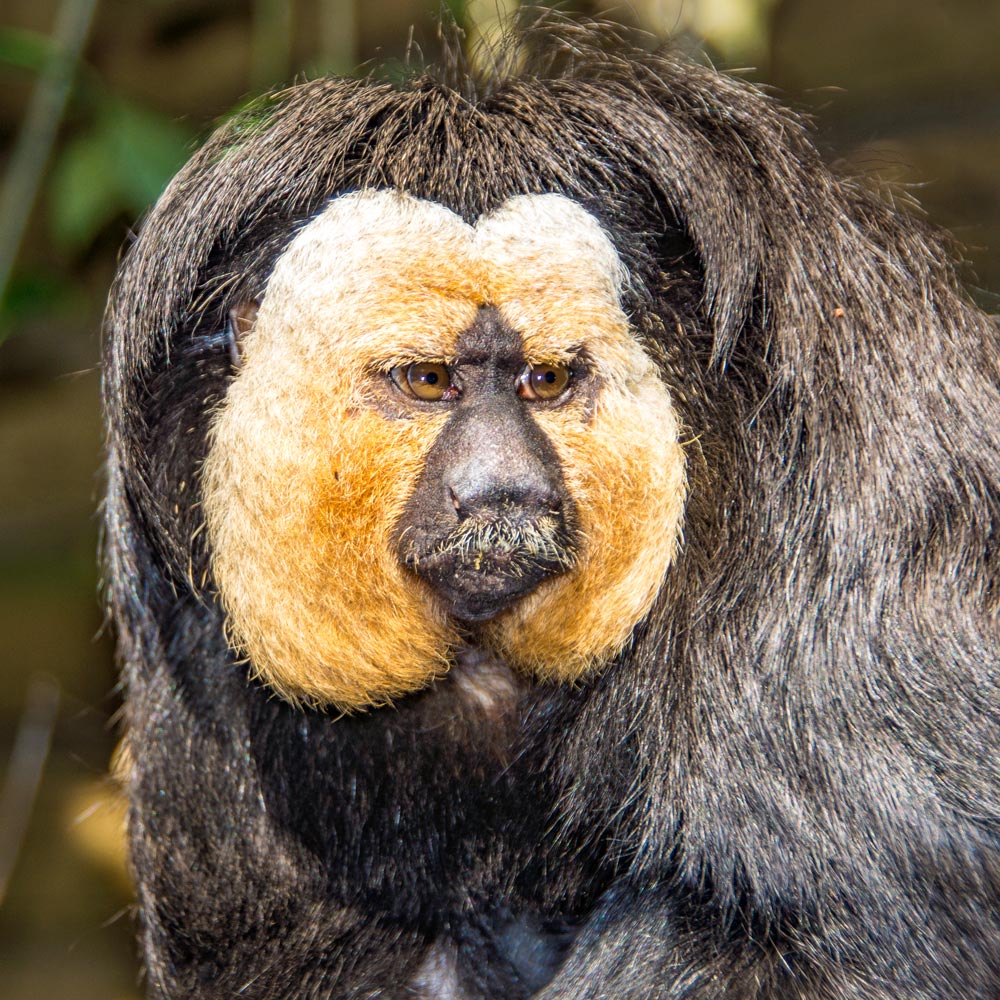 Les tamarins pinchés du zoo d'Asson dans les Pyrénées