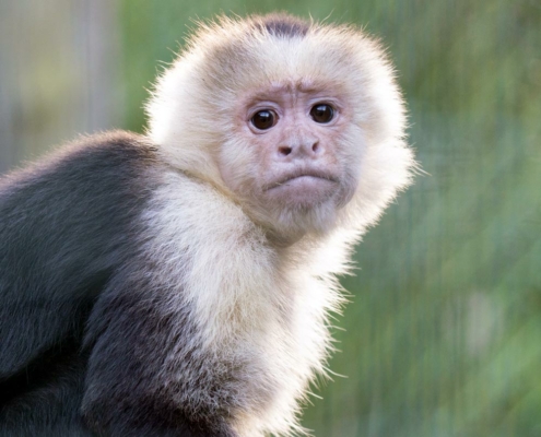 Les sapajous (capucins) du zoo d'Asson