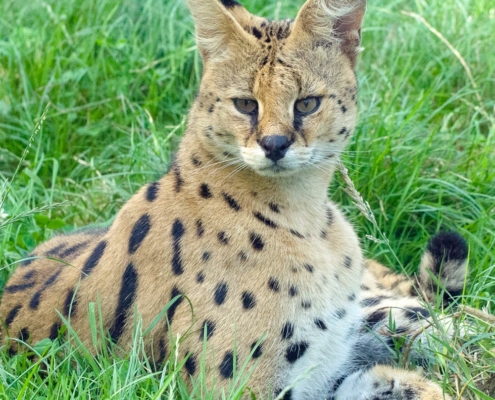 Les servals du zoo d'Asson