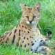 Les servals du zoo d'Asson