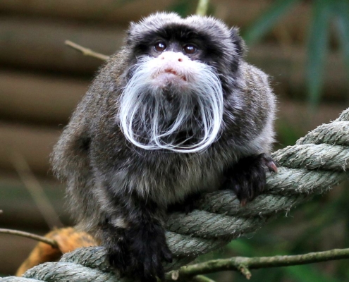 Les tamarins empereurs du zoo d'Asson