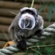 Les tamarins empereurs du zoo d'Asson