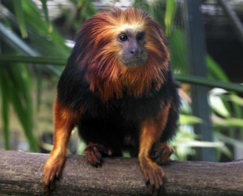 Les tamarins lion du zoo d'Asson dans les Pyrénées