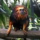 Les tamarins lion du zoo d'Asson dans les Pyrénées