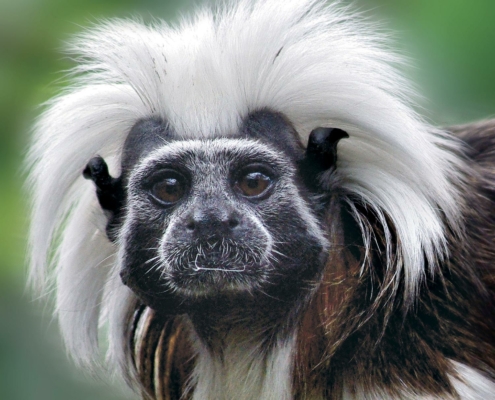 Les tamarins pinchés du zoo d'Asson