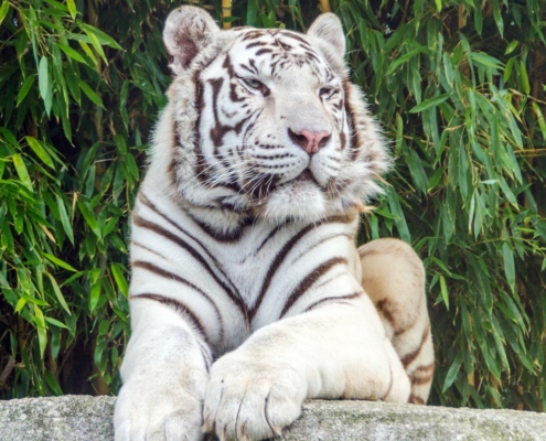 Radjah, le tigre blanc du zoo d'Asson