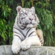 Radjah, le tigre blanc du zoo d'Asson